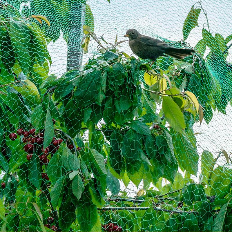 The role of orchard anti-bird net and how to choose anti-bird net