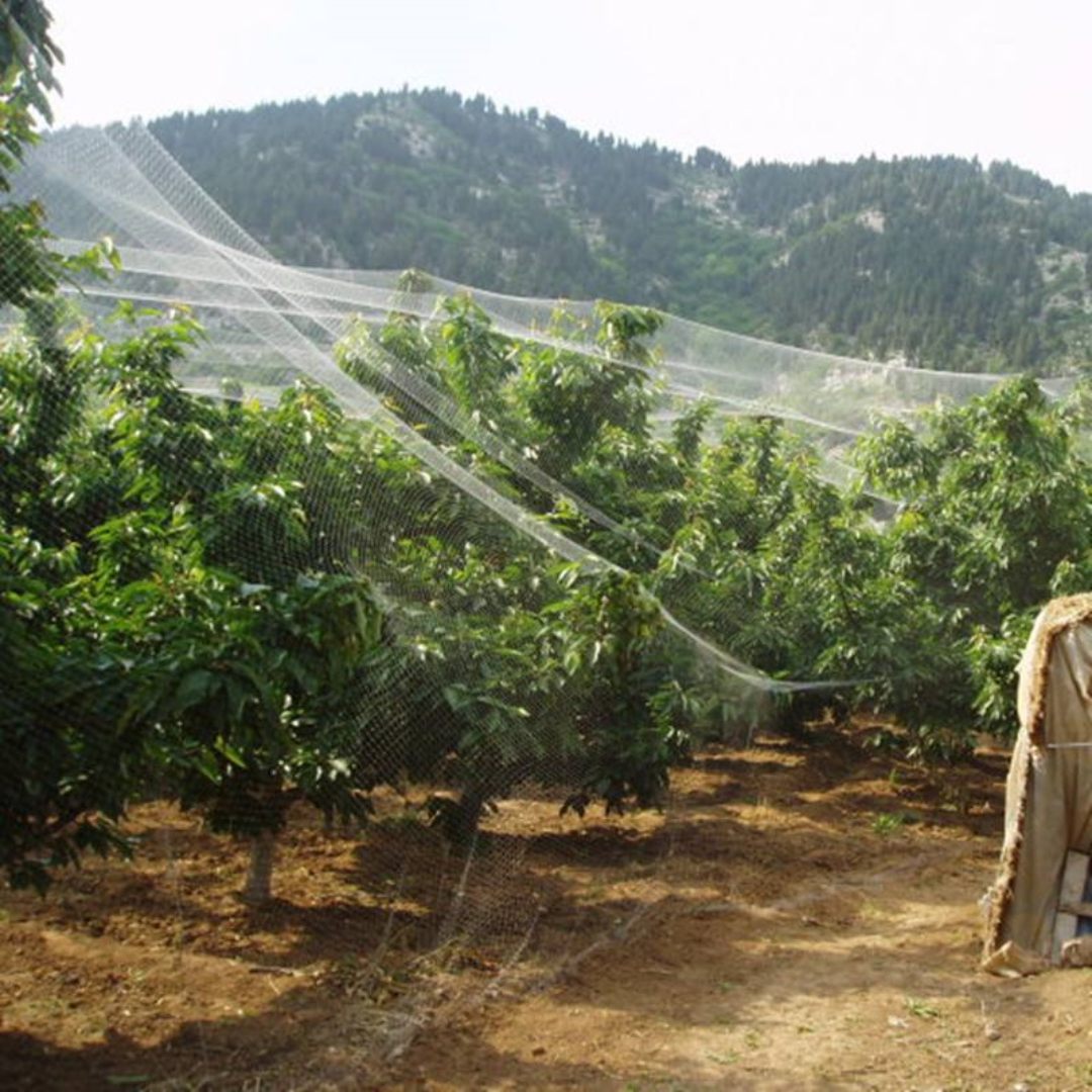 Application of anti-bird net in fruit trees