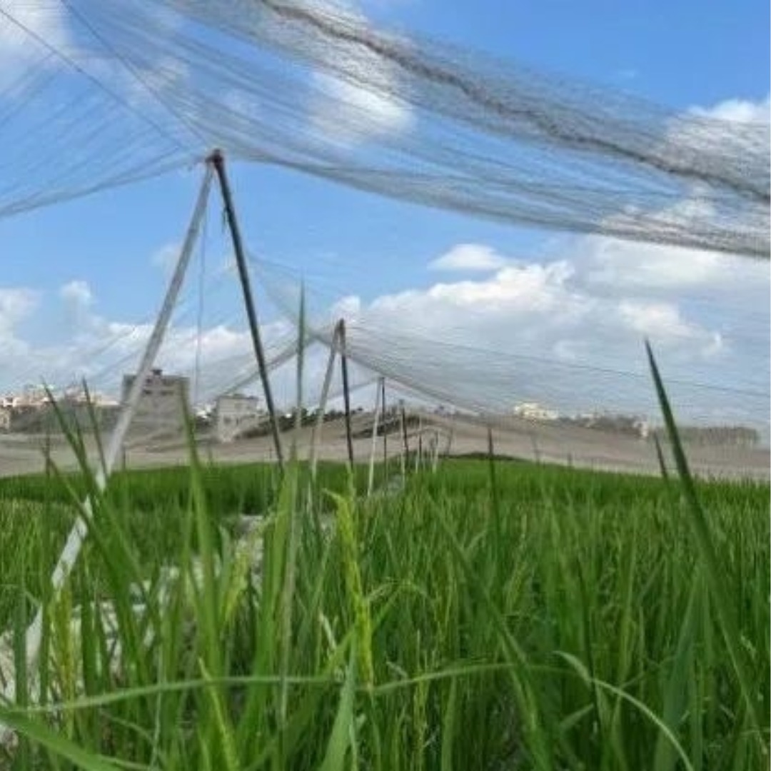 Anti Bird Net for Rice Field