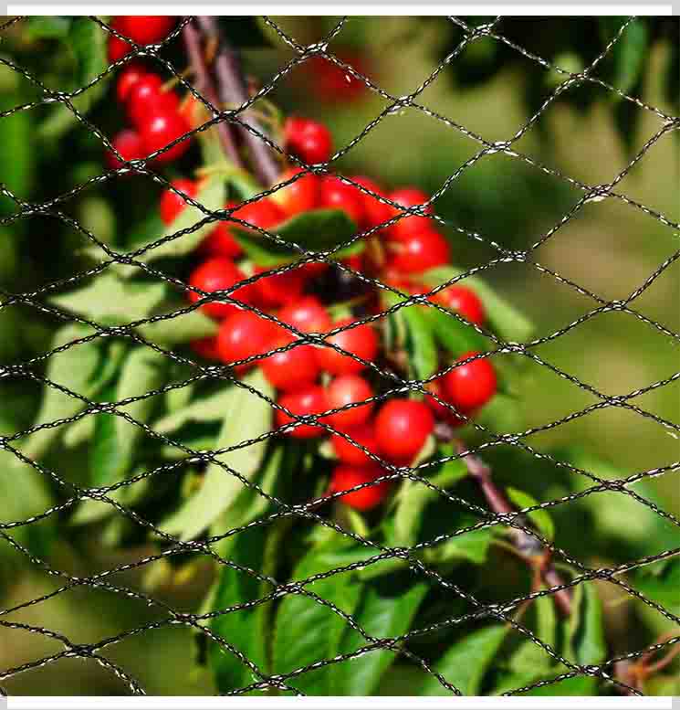 Anti Bird Netting for Fruit