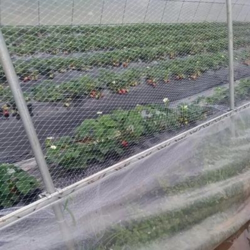 Bird Net for Strawberry